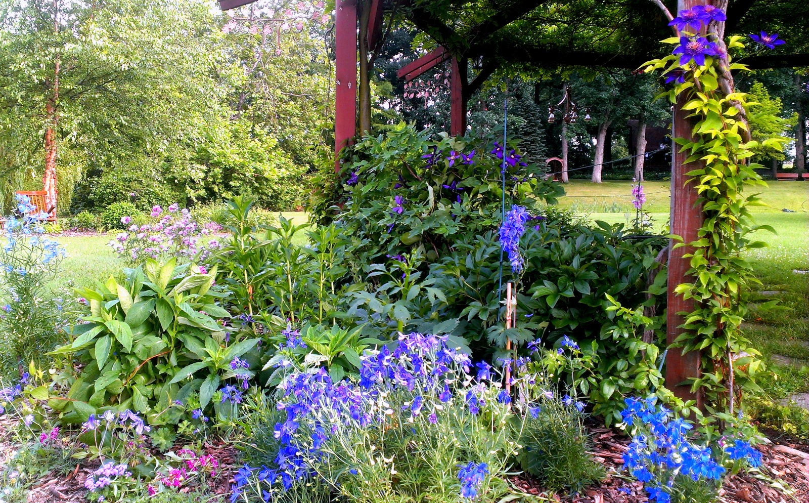 Clematis, Delphiniums, pink Malva and end of Sweet Williams